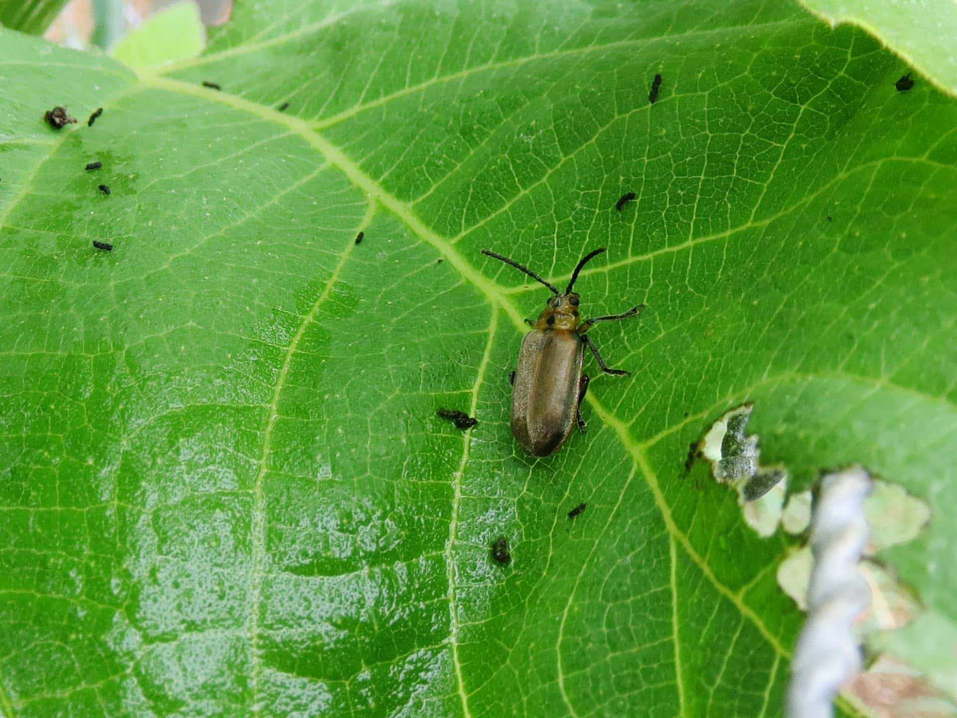 plant insect identification