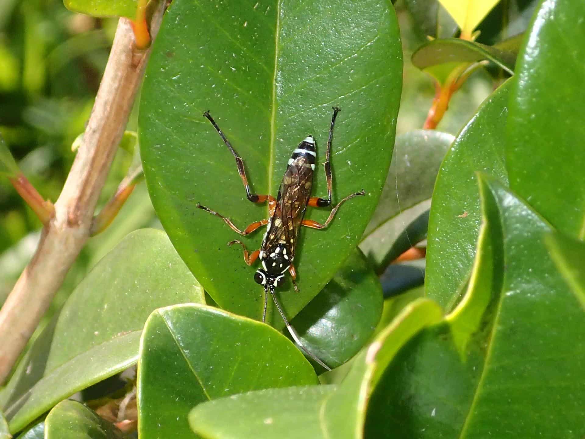 https://insectsandorganicgardening.com.au/wp-content/uploads/Insect-database/4/black-white-striped-wasp/1-gallery.jpg