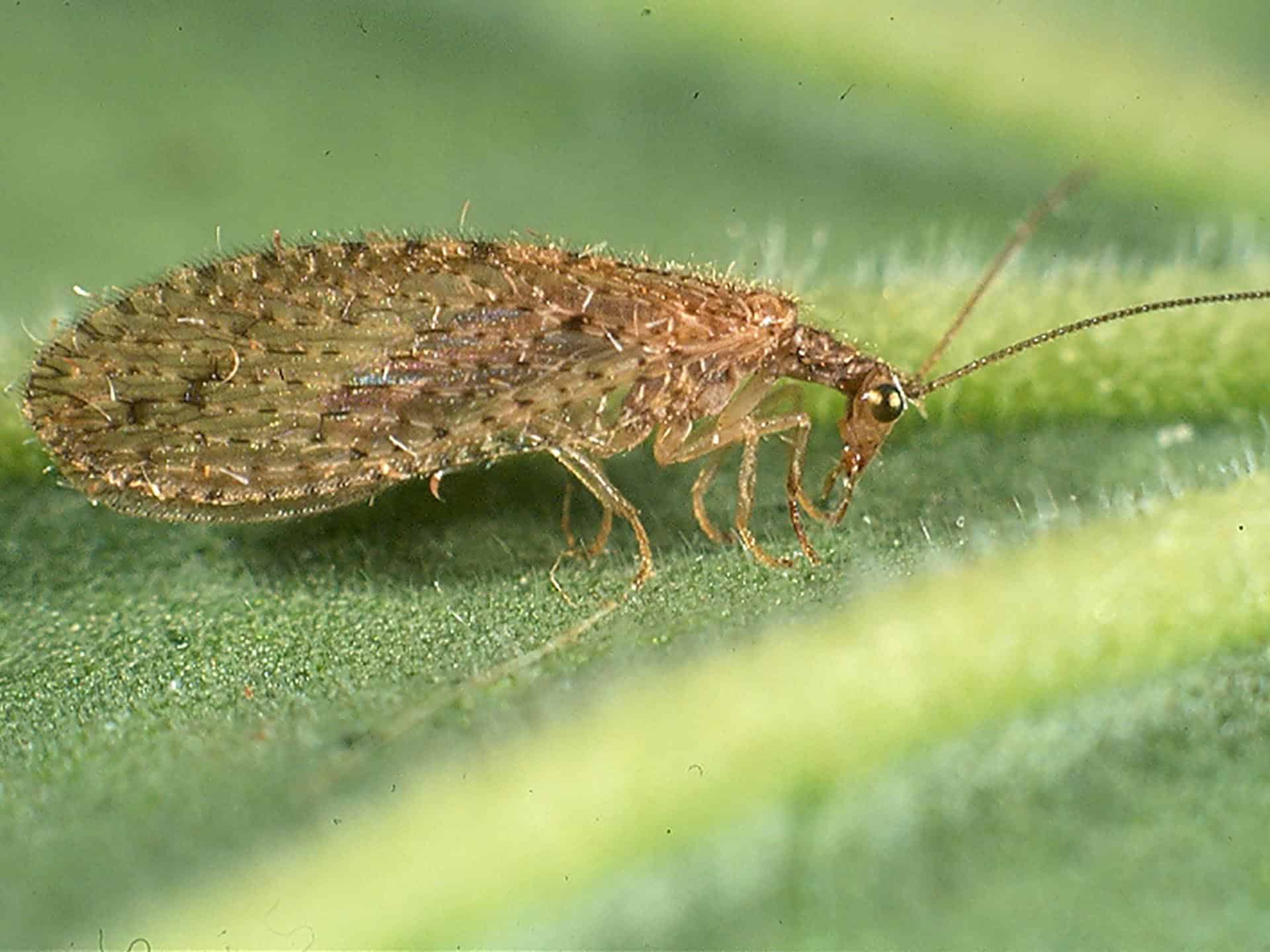 Brown Lacewing  Insects and Organic Gardening
