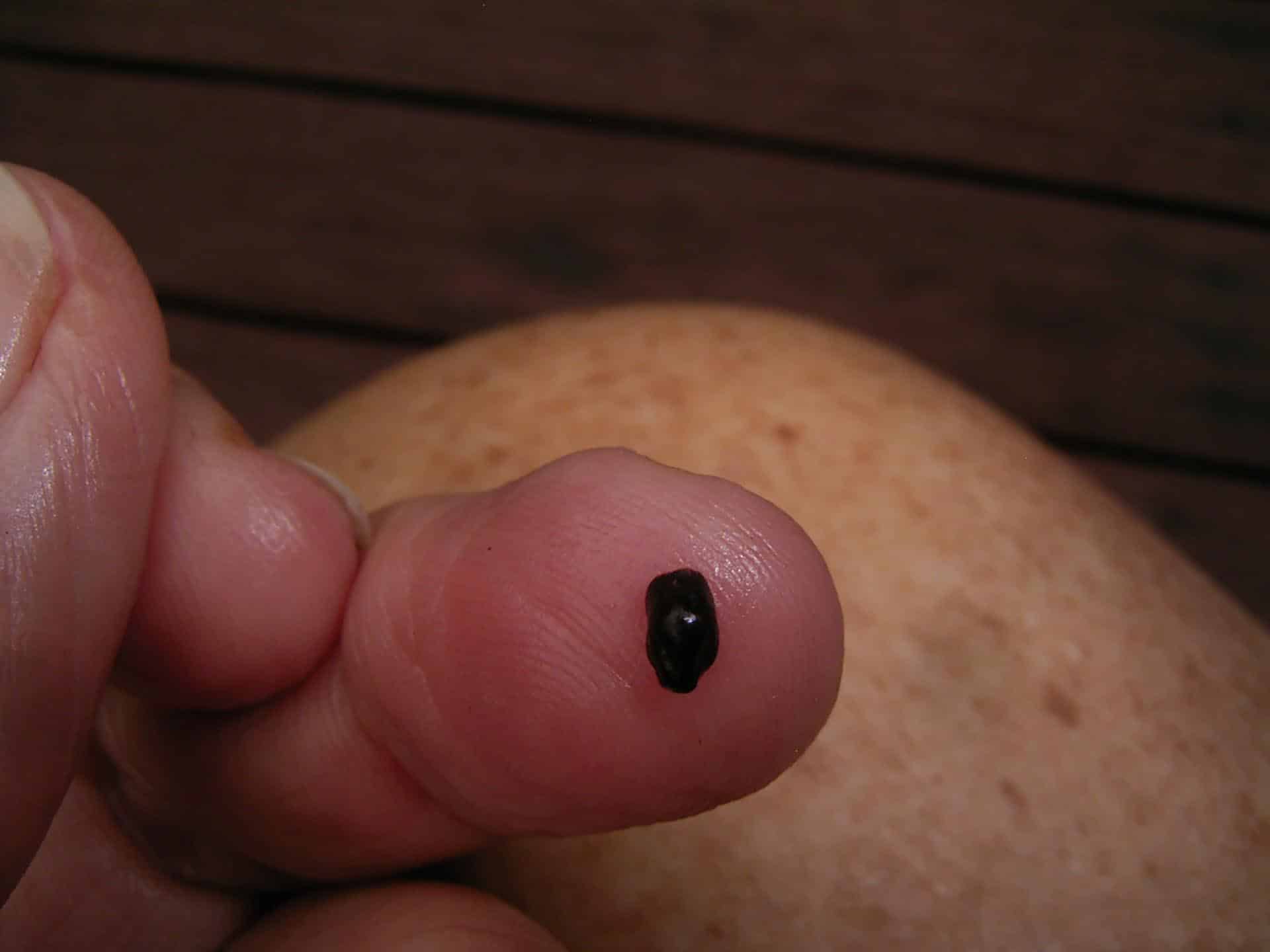 Black Scale - Parasaissetia nigra