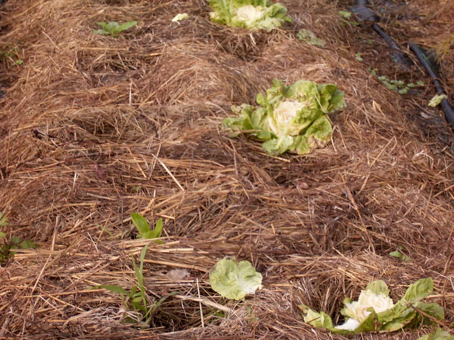 Market Garden - Fossil Farm | Insects And Organic Gardening