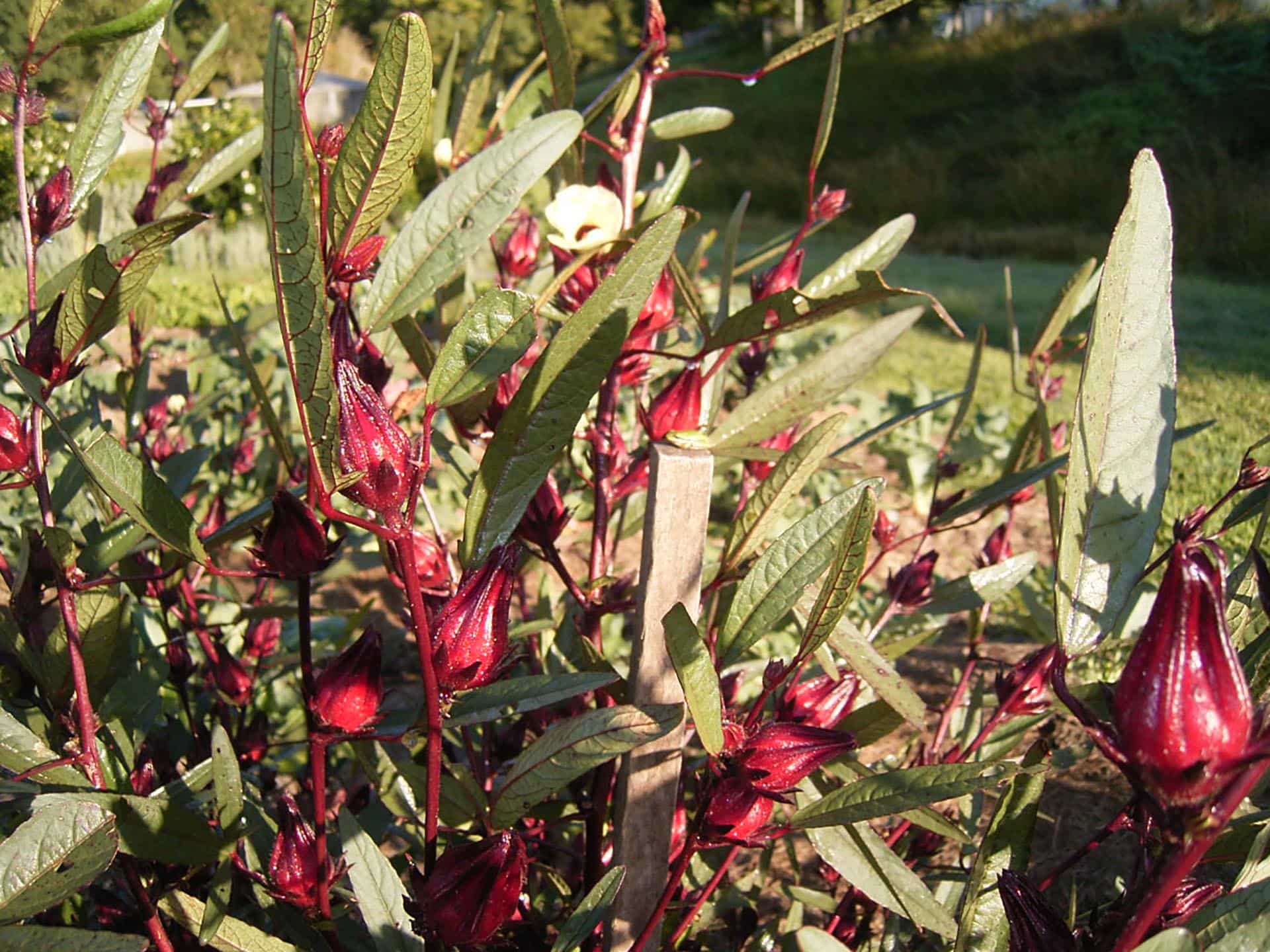 Market Garden - Fossil Farm | Insects and Organic Gardening